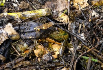 Leopard slug moves over fresh organic garden compost  Natural, outdoor image with rotting vegetable matter, crushed eggshells, stalks, woody material and torn cardboard. Textured close up. 