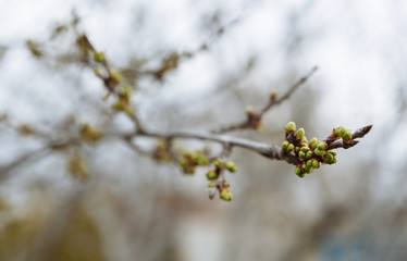 Spring tree before flowering. The buds of a tree are revealed. Close-up of a branch on a very blurry background. Small depth of field.