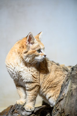 Obraz premium Portrait of beautiful wild cat.