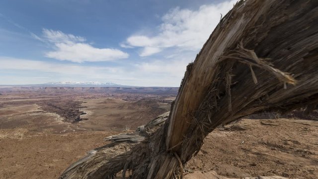 A wide timelapse of clouds flowing over Canyonlands on a winter morning with an old derelict tree in the foreground.
