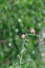 bird, natur, wild lebende tiere, tier, ast, green, wild, schnabel, frühling, waldsänger, baum, singvogel, sitzen, feather, roller, gelb, bachstelze, sommer, aviär, gering, fauna, finch,