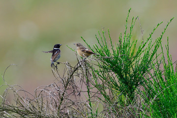 bird, natur, wild lebende tiere, tier, ast, green, wild, schnabel, frühling, waldsänger, baum, singvogel, sitzen, feather, roller, gelb, bachstelze, sommer, aviär, gering, fauna, finch,