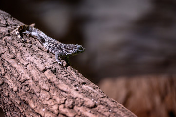 Portrait of a lizzard on wood.
