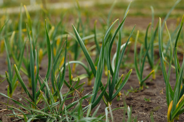 Close-up of green garlic in the garden sprouted in the spring. Photo on a blurred background. Shallow depth of field. Country cottage area. Ecologically pure. Natural harvest.