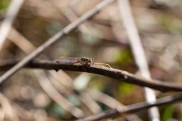 Libelle