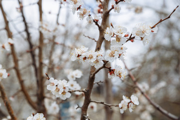 
Blooming cherry close-up. Flowers of a blossoming tree on a blurred background. Shallow depth of field. Spring flowering.