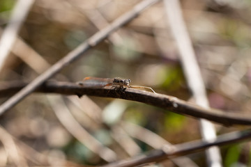 Libelle