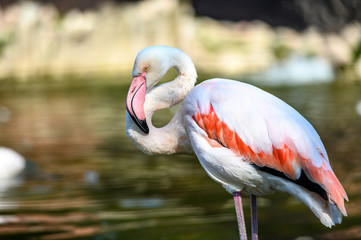Beautiful wild pink flamingo in water.