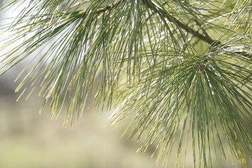 pine branches close up