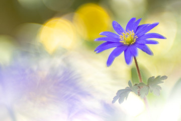 Fototapeta premium Oriental anemone, not native but is widely seen in gardens. Photographed with a vintage lens.