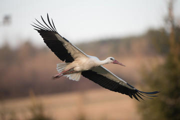 Fototapeta premium Isolated white stork in flight with open wings