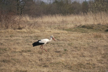 stork looking for food in the meadow in spring