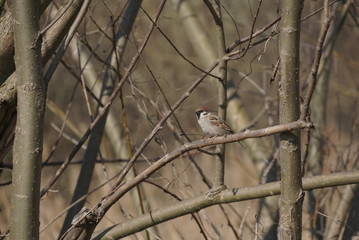  Tree Sparrow Bird Perched On Branch 