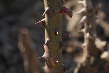 Rose Prickle Close Up