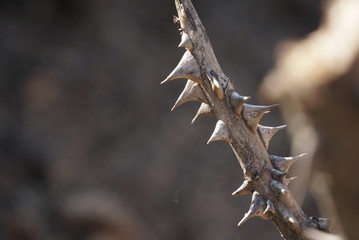 Rose Prickle Close Up
