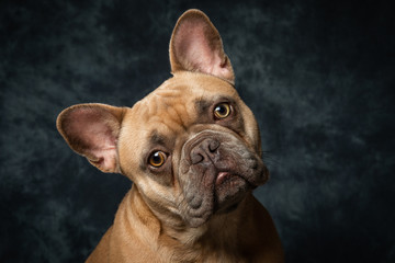French Bulldog Frenchy
