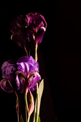 Fototapeta na wymiar Reflets de fleurs et tiges d'iris violet et mauve sur fond noir. 