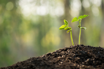 the seedling are growing from the rich soil to the morning sunlight that is shining and green nature bokeh background, new life growth ecology business financial progress, earth day, ecology concept