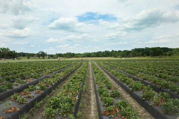 Fototapeta na wymiar Strawberry Field