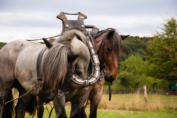 Two horses in a yoke and a bridle ploughing an agricultural field during harvest in Lindlar, Germany