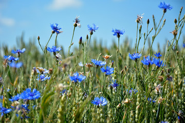 blue flowers in the field, cornflowers