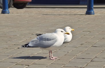 Obraz premium pair of seagulls in an empty street during lockdown