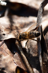 bee