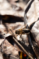 bee