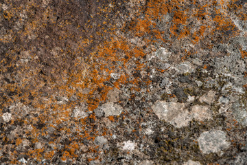 stone with yellow and white mosses for background