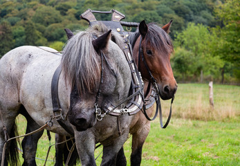 Two horses in a yoke and a bridle ploughing an agricultural field during harvest 