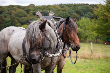 Fototapeta premium Two horses in a yoke and a bridle ploughing an agricultural field during harvest 