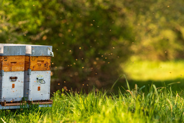 Vol des abeilles devant les ruchers au printemps