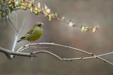 Grünfink Grünling Carduelis chloris