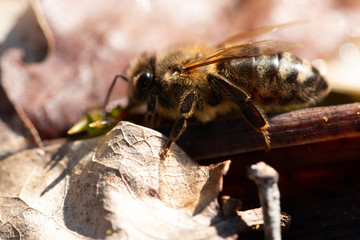 bee