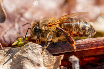 bee
