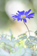 Oriental anemone, not native but is widely seen in gardens. Photographed with a vintage lens.