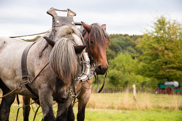 Obraz premium Two horses in a yoke and a bridle ploughing an agricultural field during harvest 