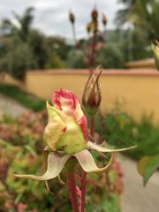 Naklejka na ściany i meble red rose in the garden