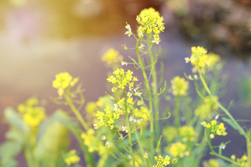 Close up Cantonese Vegetables flowers, yellow flowers with green leaves on the organic garden.