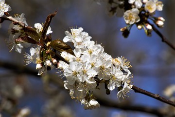 cherry tree blossom