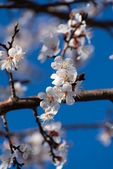 Blossoming Flowers