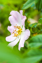 A beautiful flower in the garden