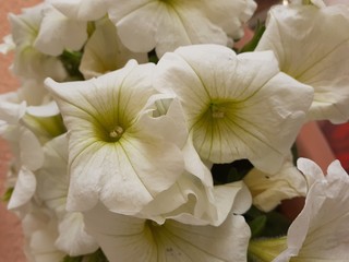 Fototapeta na wymiar bouquet of white flowers