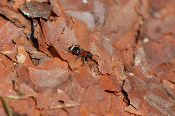 Käfer