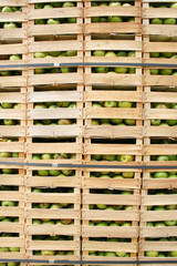 Fresh fruit, apples from garden in wooden crates, autumn harvest