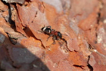 Käfer