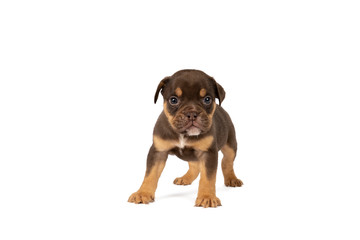 Portrait of an Old English Bulldog puppy standing isolated against a white background