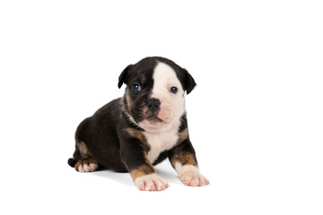 Portrait of a three weeks old Old English Bulldog puppy lying isolated against a white background
