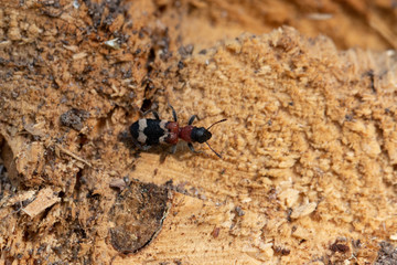 Käfer