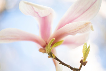 Fototapeta na wymiar Magnolia x Soulangeana - a beauty in the garden